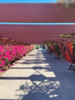 Looking down the pergola outside the drafting studio at Taliesin West