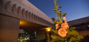 Photo of flower with Hollyhock house in background at night.