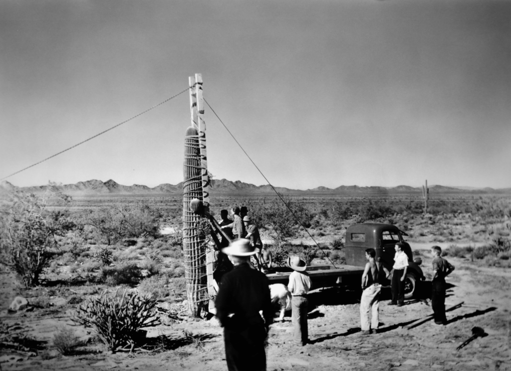WRIGHT CAREFULLY RELOCATING A SAGUARO 1938.