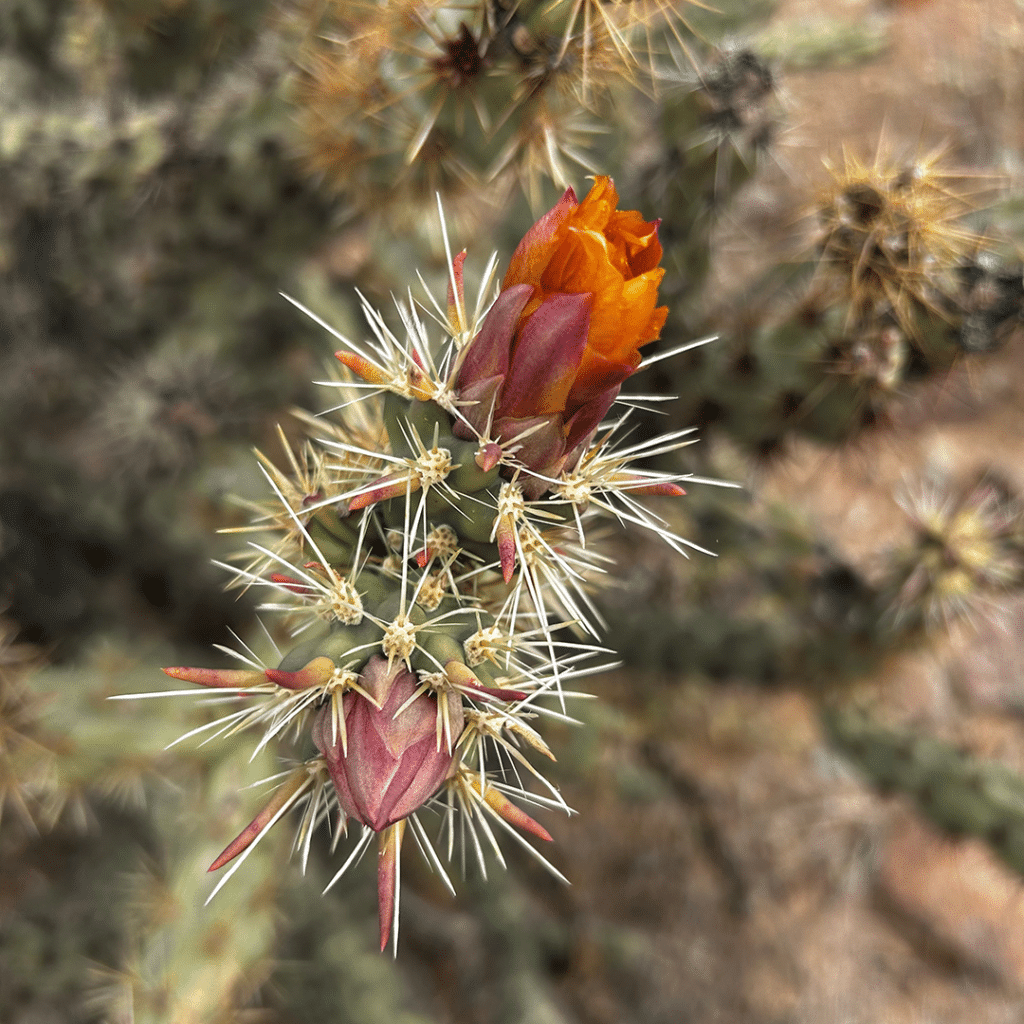 Cholla Cactus close up