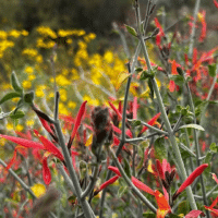 Hummingbird-Trumpet close up