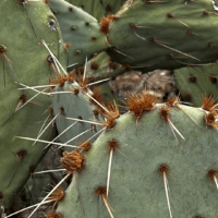 Prickly Pear Cactus close up