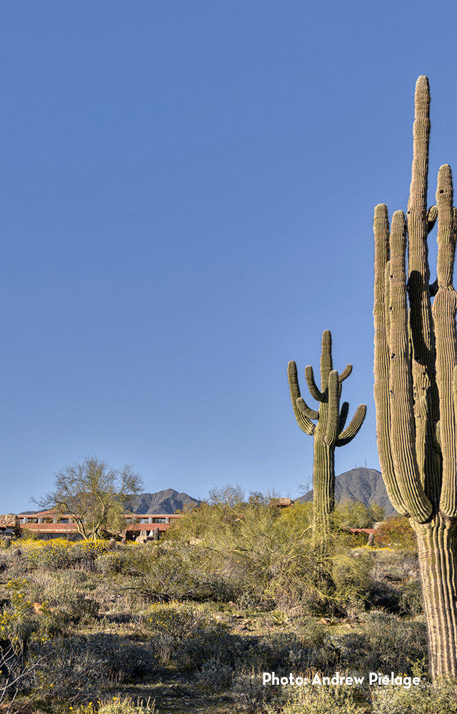 spring plants and flowers in front of Taliesin West